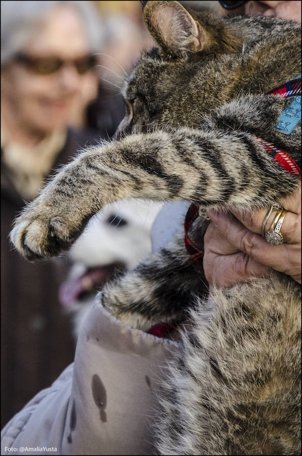 La calle Sagunto es, desde primera hora de la mañana, el epicentro de la celebración de la festividad de San Antonio Abad en la ciudad de Valencia. Perros, gatos, loros, hurones, tortugas o conejos son algunos de los animales que desde las 12.00 horas reciben la bendición en el acto organizado por la Hermandad de San Antonio Abad. El primero en recibir el agua bendita ha sido Currito, la mascota de Vicenta Cerveró, de Campanar. “Vengo desde hace cinco años con él, desde que lo saqué de la protectora de animales”, relata. Los participantes en el desfile, que cerrarán las caballerías, reciben garrofetes y panes bendecidos, además de una estampa de San Antonio Abad. Algunos de los asistentes han llegado a las ocho de la mañana para ser de los primeros en pasar.