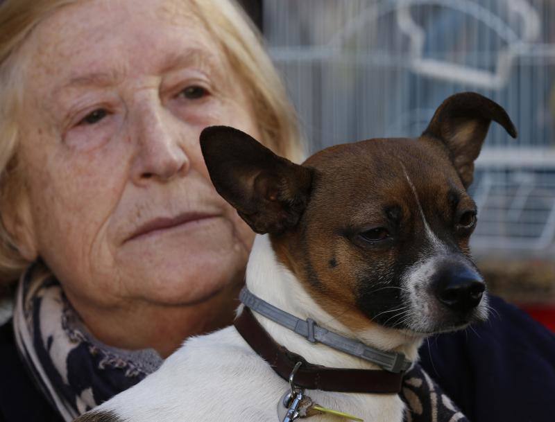 La calle Sagunto es, desde primera hora de la mañana, el epicentro de la celebración de la festividad de San Antonio Abad en la ciudad de Valencia. Perros, gatos, loros, hurones, tortugas o conejos son algunos de los animales que desde las 12.00 horas reciben la bendición en el acto organizado por la Hermandad de San Antonio Abad. El primero en recibir el agua bendita ha sido Currito, la mascota de Vicenta Cerveró, de Campanar. “Vengo desde hace cinco años con él, desde que lo saqué de la protectora de animales”, relata. Los participantes en el desfile, que cerrarán las caballerías, reciben garrofetes y panes bendecidos, además de una estampa de San Antonio Abad. Algunos de los asistentes han llegado a las ocho de la mañana para ser de los primeros en pasar.