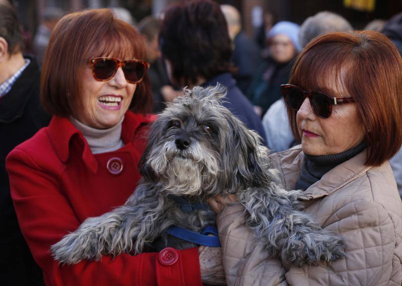 La calle Sagunto es, desde primera hora de la mañana, el epicentro de la celebración de la festividad de San Antonio Abad en la ciudad de Valencia. Perros, gatos, loros, hurones, tortugas o conejos son algunos de los animales que desde las 12.00 horas reciben la bendición en el acto organizado por la Hermandad de San Antonio Abad. El primero en recibir el agua bendita ha sido Currito, la mascota de Vicenta Cerveró, de Campanar. “Vengo desde hace cinco años con él, desde que lo saqué de la protectora de animales”, relata. Los participantes en el desfile, que cerrarán las caballerías, reciben garrofetes y panes bendecidos, además de una estampa de San Antonio Abad. Algunos de los asistentes han llegado a las ocho de la mañana para ser de los primeros en pasar.