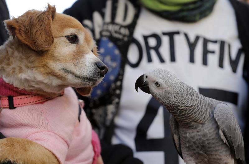 La calle Sagunto es, desde primera hora de la mañana, el epicentro de la celebración de la festividad de San Antonio Abad en la ciudad de Valencia. Perros, gatos, loros, hurones, tortugas o conejos son algunos de los animales que desde las 12.00 horas reciben la bendición en el acto organizado por la Hermandad de San Antonio Abad. El primero en recibir el agua bendita ha sido Currito, la mascota de Vicenta Cerveró, de Campanar. “Vengo desde hace cinco años con él, desde que lo saqué de la protectora de animales”, relata. Los participantes en el desfile, que cerrarán las caballerías, reciben garrofetes y panes bendecidos, además de una estampa de San Antonio Abad. Algunos de los asistentes han llegado a las ocho de la mañana para ser de los primeros en pasar.