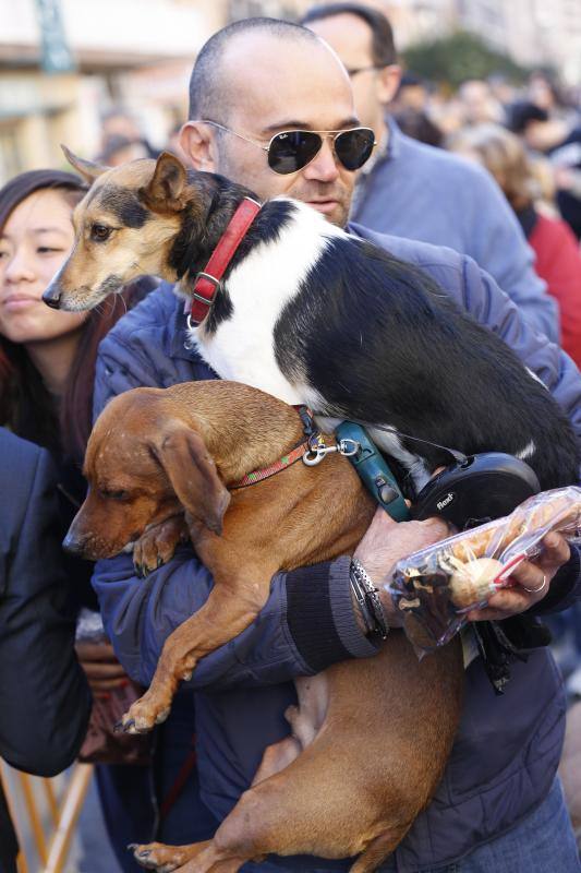 La calle Sagunto es, desde primera hora de la mañana, el epicentro de la celebración de la festividad de San Antonio Abad en la ciudad de Valencia. Perros, gatos, loros, hurones, tortugas o conejos son algunos de los animales que desde las 12.00 horas reciben la bendición en el acto organizado por la Hermandad de San Antonio Abad. El primero en recibir el agua bendita ha sido Currito, la mascota de Vicenta Cerveró, de Campanar. “Vengo desde hace cinco años con él, desde que lo saqué de la protectora de animales”, relata. Los participantes en el desfile, que cerrarán las caballerías, reciben garrofetes y panes bendecidos, además de una estampa de San Antonio Abad. Algunos de los asistentes han llegado a las ocho de la mañana para ser de los primeros en pasar.