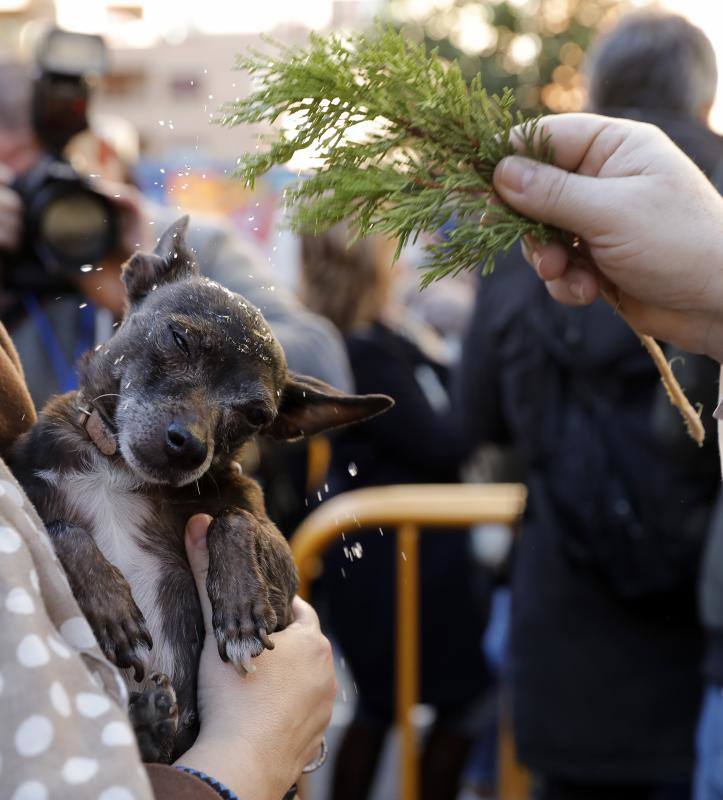 La calle Sagunto es, desde primera hora de la mañana, el epicentro de la celebración de la festividad de San Antonio Abad en la ciudad de Valencia. Perros, gatos, loros, hurones, tortugas o conejos son algunos de los animales que desde las 12.00 horas reciben la bendición en el acto organizado por la Hermandad de San Antonio Abad.