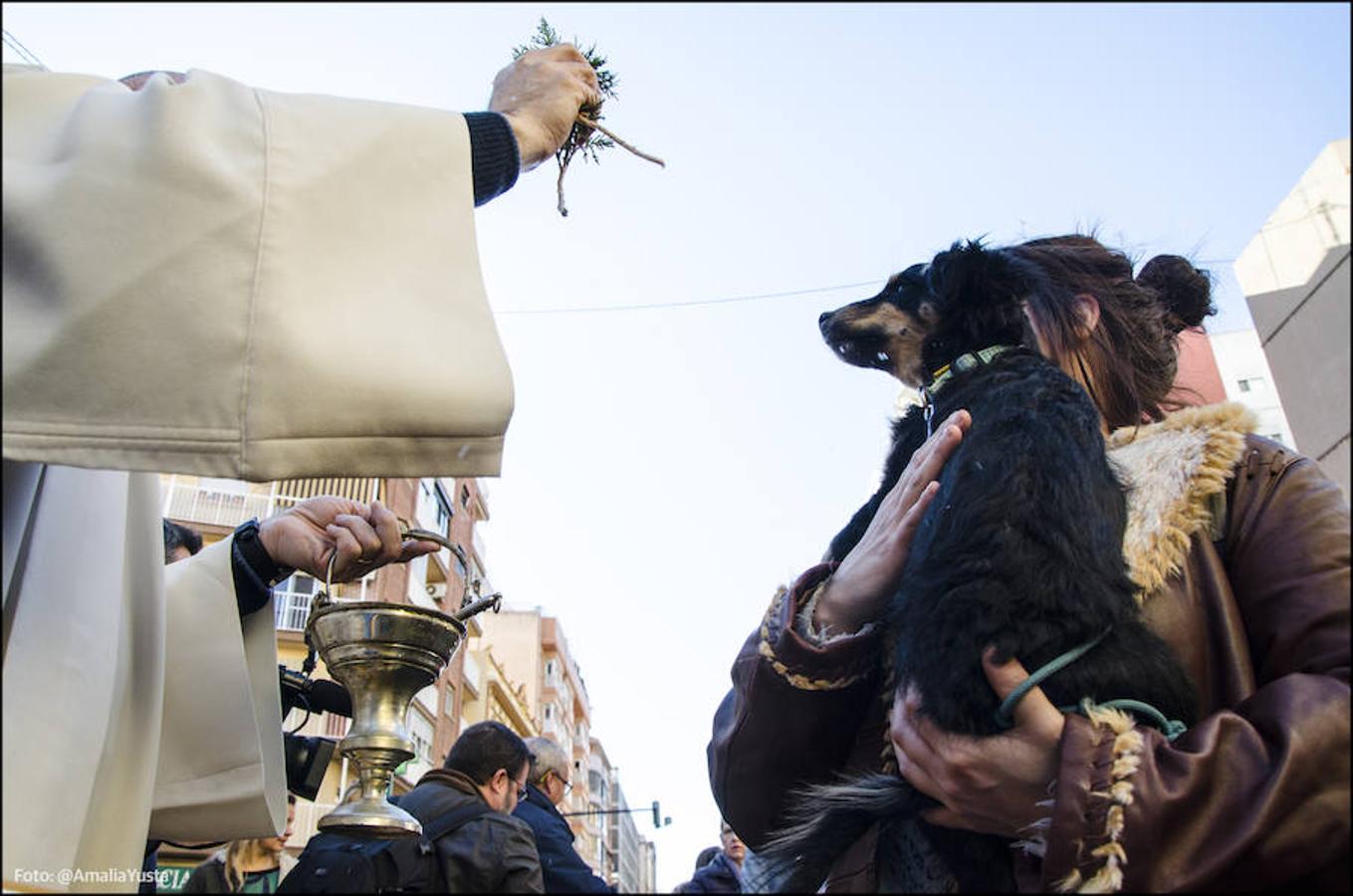 La calle Sagunto es, desde primera hora de la mañana, el epicentro de la celebración de la festividad de San Antonio Abad en la ciudad de Valencia. Perros, gatos, loros, hurones, tortugas o conejos son algunos de los animales que desde las 12.00 horas reciben la bendición en el acto organizado por la Hermandad de San Antonio Abad. El primero en recibir el agua bendita ha sido Currito, la mascota de Vicenta Cerveró, de Campanar. “Vengo desde hace cinco años con él, desde que lo saqué de la protectora de animales”, relata. Los participantes en el desfile, que cerrarán las caballerías, reciben garrofetes y panes bendecidos, además de una estampa de San Antonio Abad. Algunos de los asistentes han llegado a las ocho de la mañana para ser de los primeros en pasar.