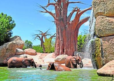 Imagen secundaria 1 - Un grupo de jirafas pasea ante la imponente figura de una leona. | Elefantes jugando con el agua. | Lémures, en la zona de Madagascar. 