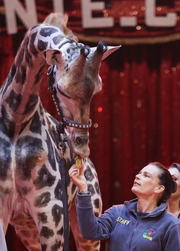 La princesa alimenta a una jirafa en el circo de Montecarlo. 