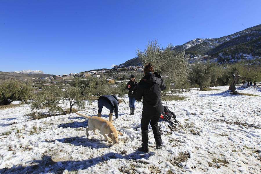 Muchos valencianos han aprovechado el fin de semana para acercarse a disfrutar de la nieve caída en los últimos días. Las zonas más visitadas están siendo los municipios de Agrés, Alcoy o Muro, en la provincia de Alicante, así como Morella y la comarca de Els Ports. Las temperaturas y el volumen de precipitaciones limita el disfrute a modestas batallas de bolas de nieve y la construcción de algunos muñecos, en los que más de uno ha aprovechado sus propias bufandas y gorros para decorarlos, debido a la clima primaveral que reinó durante la mañana del sábado.