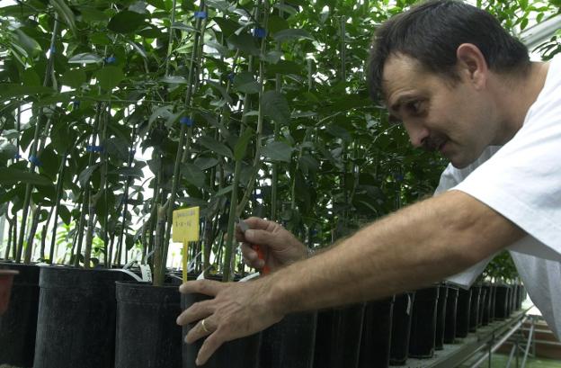 Un técnico del IVIA injerta plantones de cítricos. 