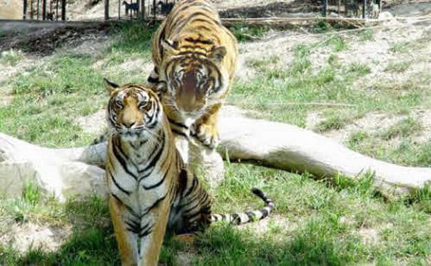 Dos ejemplares de tigre en el parque Terra Natura.