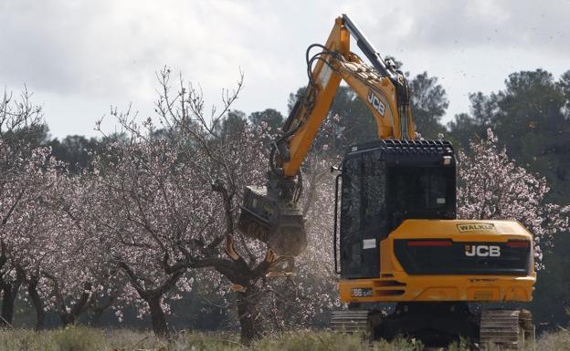 Trabajos de corte y trituración de almendros afectados por la "xylella fastidiosa" en una partida del término municipal de Polop de la Marina.