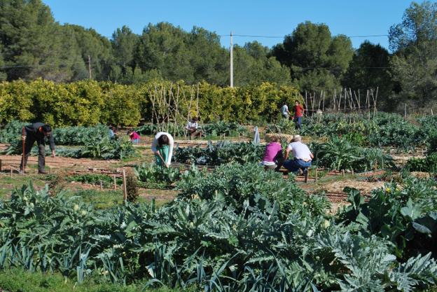 Agricultores y consumidores recolectan verduras en una huerta de Náquera. 