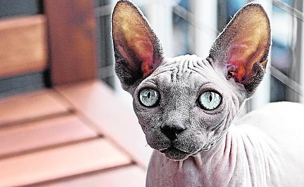 Ejemplar de shpynx, una de las razas de gato que no tienen pelo.