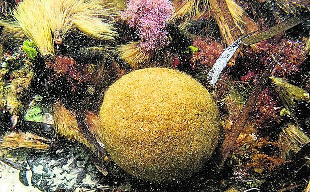 Un metro de altura de sedimento de rizoma de posidonia tarda en crearse alrededor de 1.000 años. 