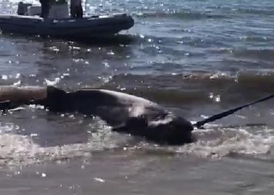 Imagen secundaria 1 - Aparece muerto un tiburón de 3,6 metros y más de 200 kilos en una playa alicantina