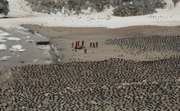 Descubren más de 1,5 millones de pingüinos adelaida en el océano Antártico