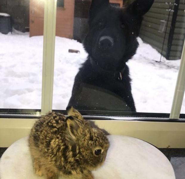 El perro policía Lou y la pequeña lebrato Emma.