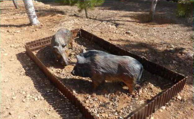 Pareja de jabalíes a tamaño real