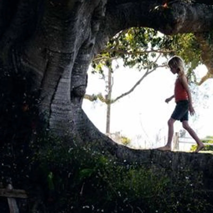 "El árbol": Durante la primavera, después de la muerte repentina de su marido, Dawn ha de hacerse cargo de sí misma y sus cuatro hijos en Australia, donde una gran higuera y las fuerzas de la naturaleza se convertirán en la orientación hacia sus nuevas vidas. 