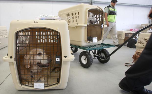 Transporte de animales domésticos en un aeropuerto. 