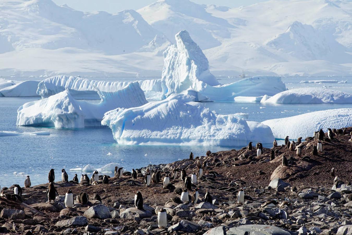 Greenpeace, la oenegé internacional que lucha por proteger y defender el medio ambiente, organizó un viaje a la Antártida para crear conciencia sobre la situación actual de la zona, recopilando vídeos e imágenres, con el fin de respaldar una propuesta de la Unión Europea para crear un refugio seguro para la vida marina, afectada por la pesca industrial.