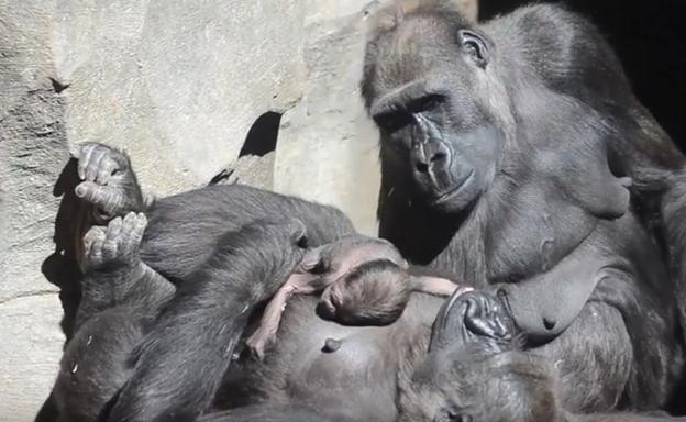 Bioparc Valencia: Nace Pepe, el cuarto bebé gorila del parque