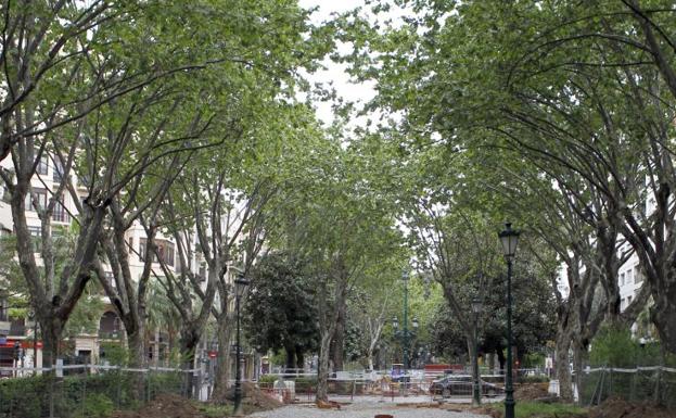 Ejemplares en la Gran Vía Marqués del Turia.