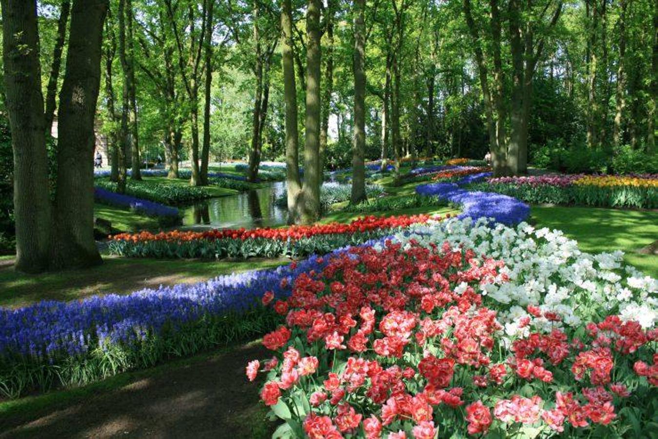 Keukenhof (Países Bajos) | Su nombre significa 'jardín de la cocina' en neerlandés y es conocido también como el 'jardín de Europa' por su increíble paisaje floral. Cuenta con la mayor exposición de tulipanes del mundo y está dividida en nueve jardines temáticos, en los que se exhibe un diseño floral distinto cada primavera.