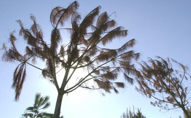 Árboles en el Parque de Cabecera.