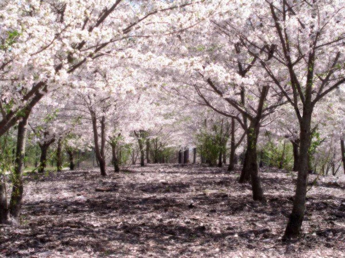 Tokyo (Japón) | Un destino ineludible en esta época, emblema primaveral con su 'sakura', como se conoce popularmente el cerezo que decora sus parques con flores rosas. Sus pétalos forman un poético paisaje, especialmente en el Parque Yoyogi. 