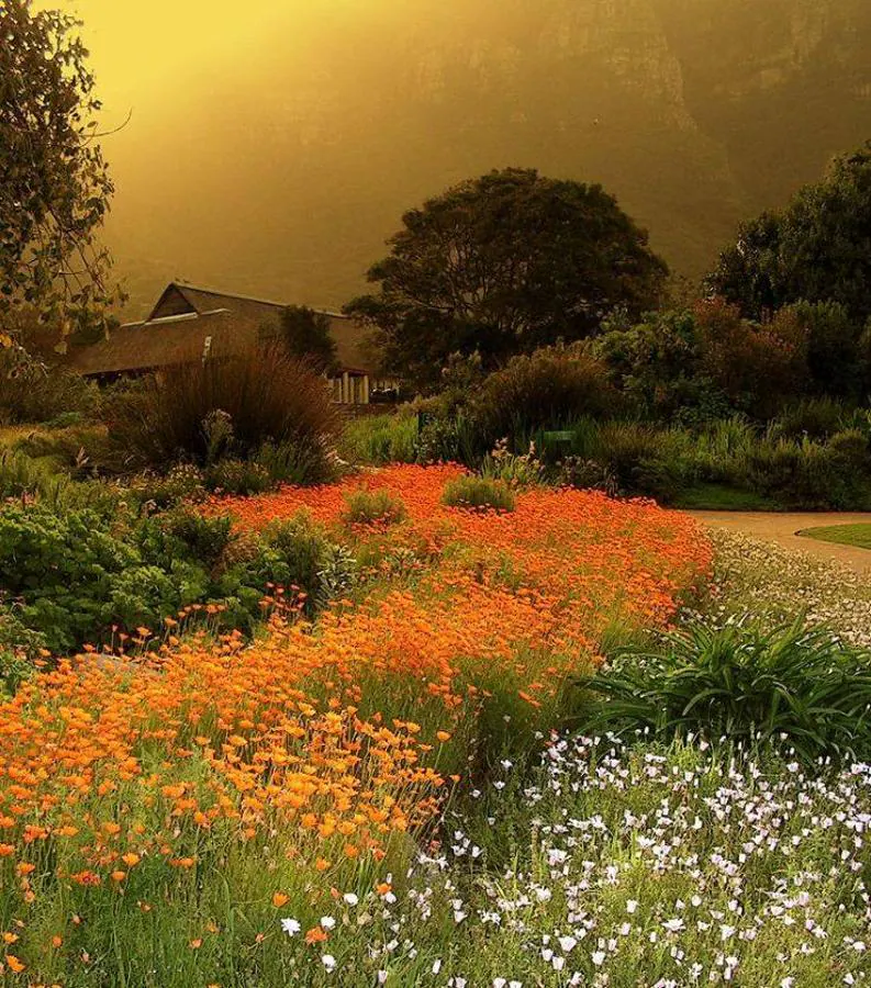 Kirstenbosch (Ciudad del Cabo) | Para muchos es el 'jardín más bonito de África' y es uno de los más aclamados del mundo. Cuenta con una amplia extensión de flores repletas de color y de diversas especies, con las que disfrutar al máximo de la primavera.