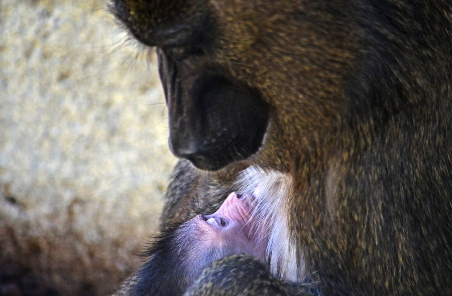 Fotos: Nace una cría de Dril en el Bioparc Valencia
