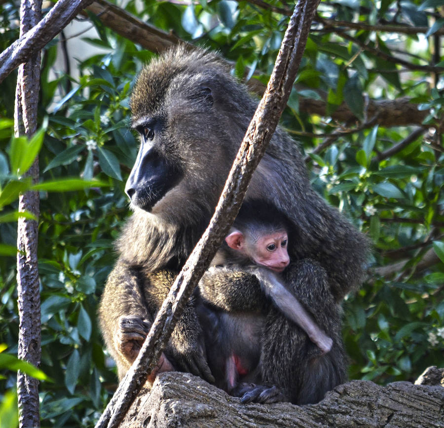 Fotos: Nace una cría de Dril en el Bioparc Valencia