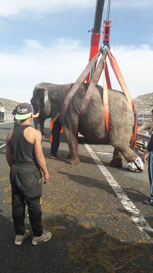 Fotos: Accidente en la A-30 de un camión con elefantes