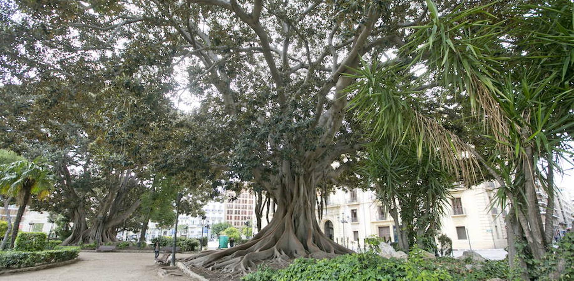 Además de las esculturas hay que destacar en él los ejemplares de plantas no autóctonas y su gigantesco ficus, que se alza entre pinos canarios y palmeras.