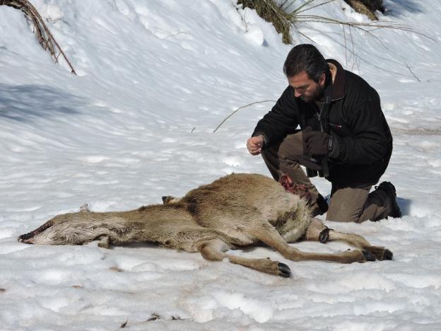 Vicente Palacios, con una presa abatida por un lobo. 