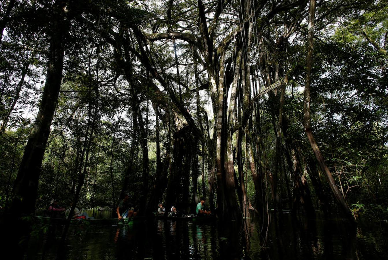 Los jaguares del Amazonas han aprendido a refugiarse en los árboles para evitar las inundaciones. Y es que, cuando las lluvias hacen acto de presencia en la reserva natural de Mamirauá (Brasil) y el nivel del agua sube hasta cubrir el suelo estos felinos prefieren estar a cubierto en las copas más elevadas. Los investigadores del Proyecto Iauaretê son los encargados de adentrarse en la reserva y monitorizarlos para estudiar su evolución así como su relación con los residentes locales.