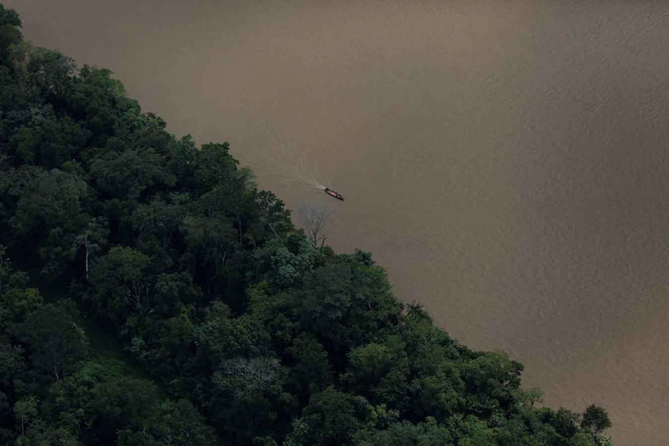 Los jaguares del Amazonas han aprendido a refugiarse en los árboles para evitar las inundaciones. Y es que, cuando las lluvias hacen acto de presencia en la reserva natural de Mamirauá (Brasil) y el nivel del agua sube hasta cubrir el suelo estos felinos prefieren estar a cubierto en las copas más elevadas. Los investigadores del Proyecto Iauaretê son los encargados de adentrarse en la reserva y monitorizarlos para estudiar su evolución así como su relación con los residentes locales.