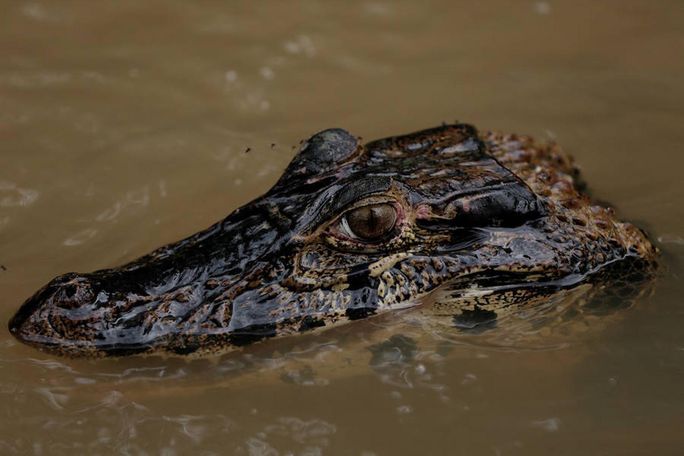 Los jaguares del Amazonas han aprendido a refugiarse en los árboles para evitar las inundaciones. Y es que, cuando las lluvias hacen acto de presencia en la reserva natural de Mamirauá (Brasil) y el nivel del agua sube hasta cubrir el suelo estos felinos prefieren estar a cubierto en las copas más elevadas. Los investigadores del Proyecto Iauaretê son los encargados de adentrarse en la reserva y monitorizarlos para estudiar su evolución así como su relación con los residentes locales.