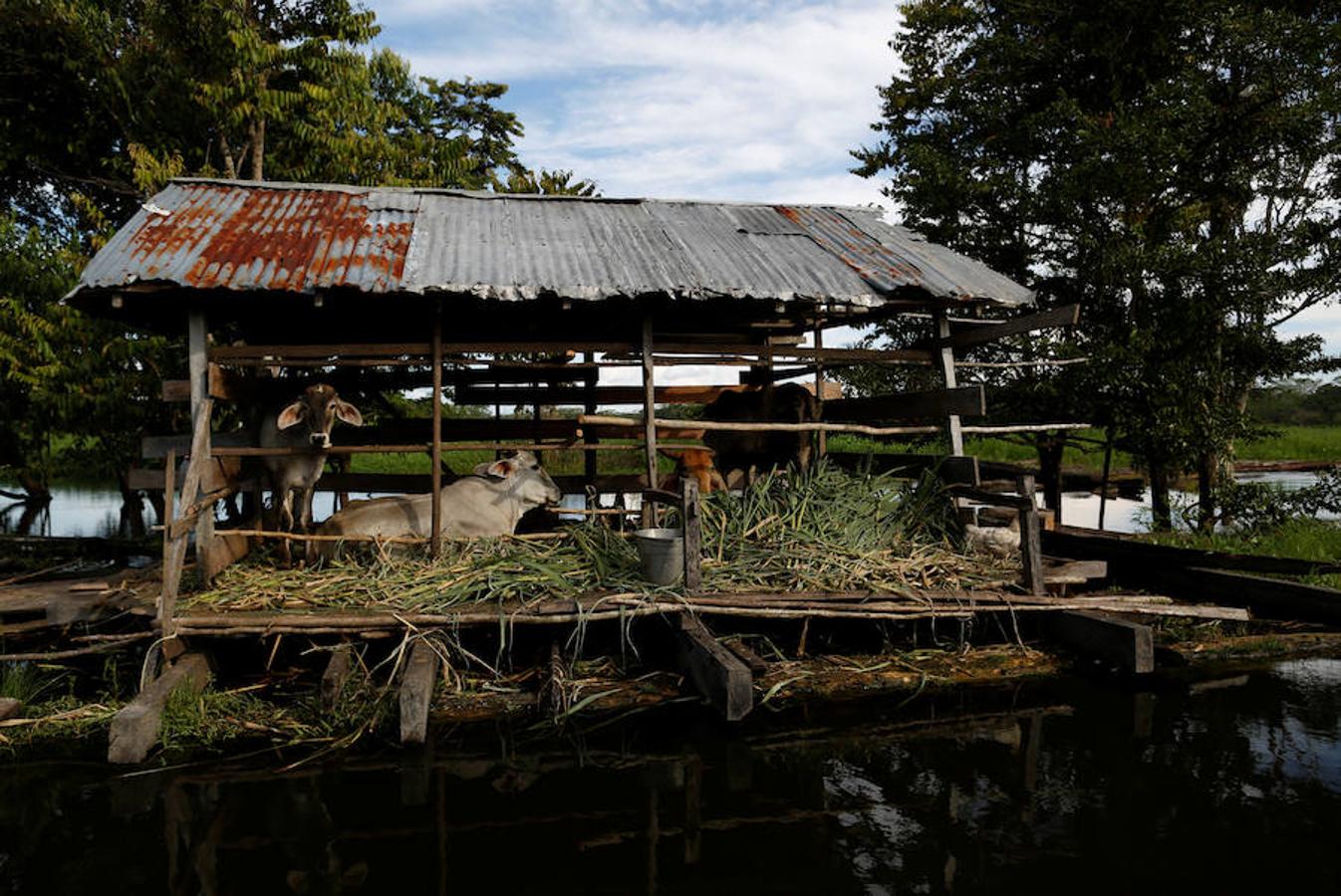 Los jaguares del Amazonas han aprendido a refugiarse en los árboles para evitar las inundaciones. Y es que, cuando las lluvias hacen acto de presencia en la reserva natural de Mamirauá (Brasil) y el nivel del agua sube hasta cubrir el suelo estos felinos prefieren estar a cubierto en las copas más elevadas. Los investigadores del Proyecto Iauaretê son los encargados de adentrarse en la reserva y monitorizarlos para estudiar su evolución así como su relación con los residentes locales.