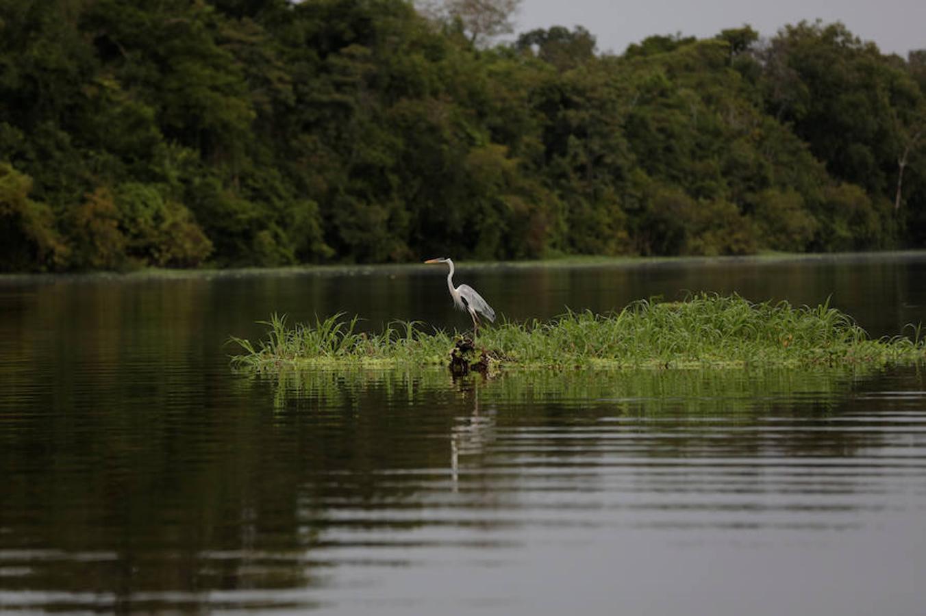 Los jaguares del Amazonas han aprendido a refugiarse en los árboles para evitar las inundaciones. Y es que, cuando las lluvias hacen acto de presencia en la reserva natural de Mamirauá (Brasil) y el nivel del agua sube hasta cubrir el suelo estos felinos prefieren estar a cubierto en las copas más elevadas. Los investigadores del Proyecto Iauaretê son los encargados de adentrarse en la reserva y monitorizarlos para estudiar su evolución así como su relación con los residentes locales.