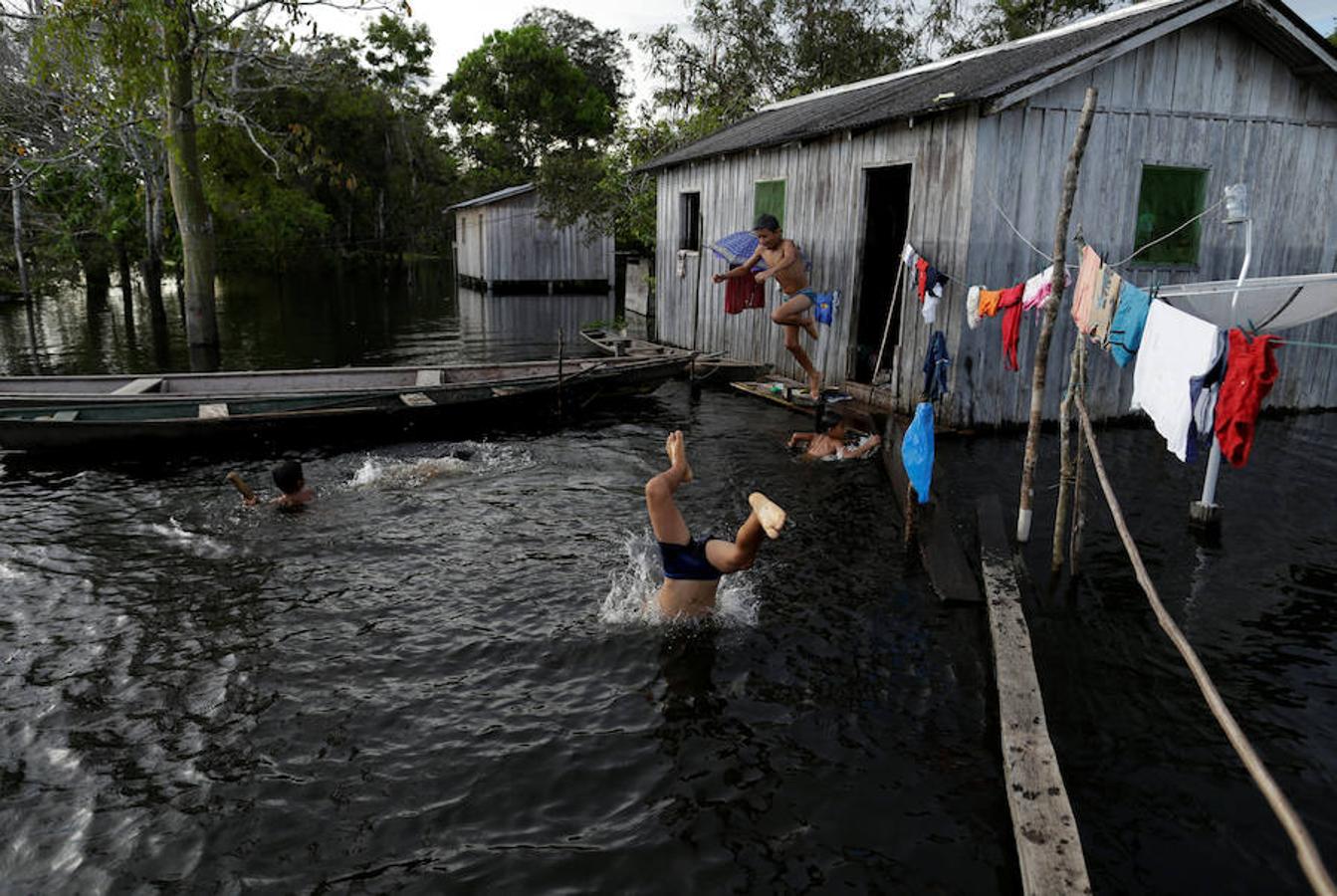 Los jaguares del Amazonas han aprendido a refugiarse en los árboles para evitar las inundaciones. Y es que, cuando las lluvias hacen acto de presencia en la reserva natural de Mamirauá (Brasil) y el nivel del agua sube hasta cubrir el suelo estos felinos prefieren estar a cubierto en las copas más elevadas. Los investigadores del Proyecto Iauaretê son los encargados de adentrarse en la reserva y monitorizarlos para estudiar su evolución así como su relación con los residentes locales.