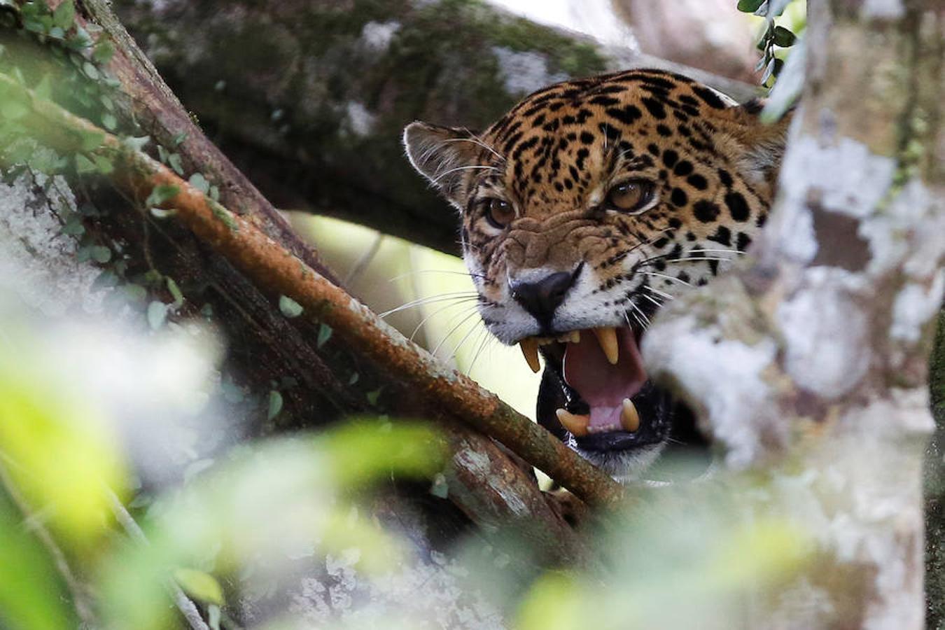 Los jaguares del Amazonas han aprendido a refugiarse en los árboles para evitar las inundaciones. Y es que, cuando las lluvias hacen acto de presencia en la reserva natural de Mamirauá (Brasil) y el nivel del agua sube hasta cubrir el suelo estos felinos prefieren estar a cubierto en las copas más elevadas. Los investigadores del Proyecto Iauaretê son los encargados de adentrarse en la reserva y monitorizarlos para estudiar su evolución así como su relación con los residentes locales.