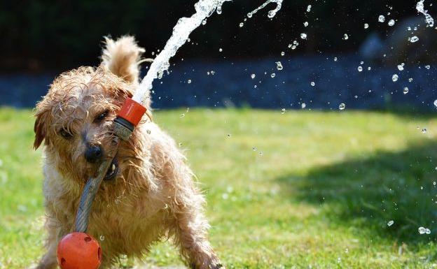 Consejos veterinarios para evitar problemas típicos de la primavera en las mascotas