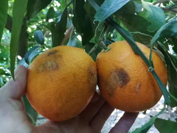 Naranjas con manchas causadas por el 'trips de la orquídea'. 