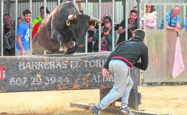 'Rondallera', la vaca que consolida a Miguel Parejo