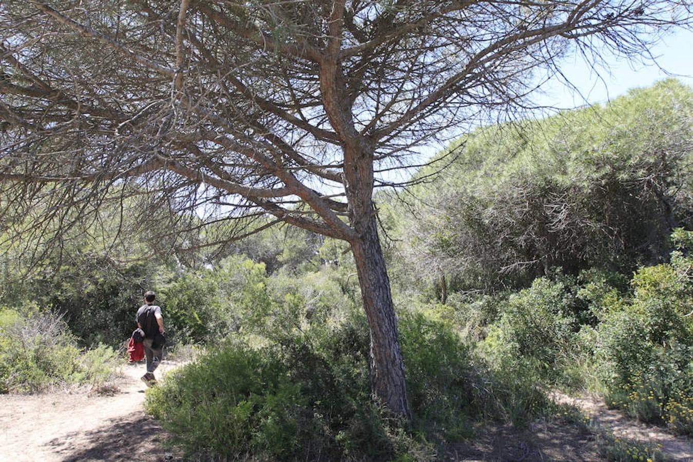 Fotos: Fotos: un hombre acuchilla en el cuello a su expareja en El Saler y luego se ahorca de un árbol