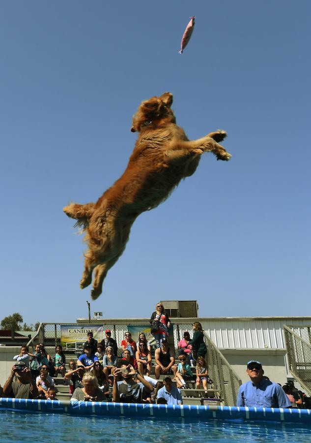 Splash Dogs es una divertida competición de saltos y acrobacias sobre el agua protagonizados por perros. En esta ocasión se celebró en el Concurso de Mascotas de América, celebrado en la localidad de Costa Mesa, California, el pasado 28 de abril.