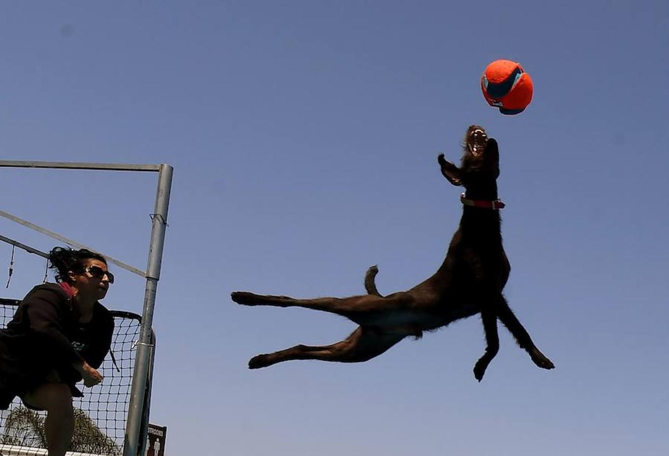 Splash Dogs es una divertida competición de saltos y acrobacias sobre el agua protagonizados por perros. En esta ocasión se celebró en el Concurso de Mascotas de América, celebrado en la localidad de Costa Mesa, California, el pasado 28 de abril.