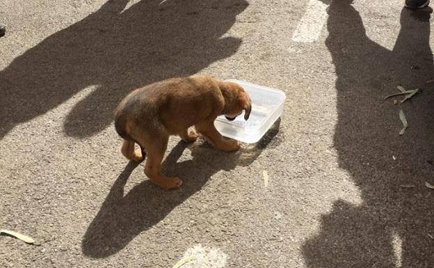 Rescatado un cachorro de tres meses que estaba encerrado en el maletero de un coche aparcado al sol en Valencia