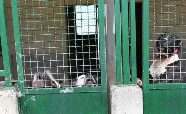 Perros de raza peligrosa en una perrera.