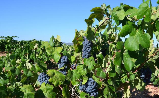 Los agricultores de la comarca de Requena y Utiel tendrán doble dotación de agua por la sequía